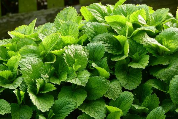 Anxiety depressive nervousness when using lemon balm raw leaves or oil