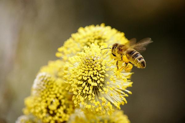 蜂胶自由基可降低人体衰老和身体机能