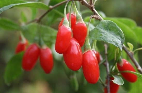 Tác dụng của goji berry được gọi là ba loại thuốc tuyệt vời cùng với nước thải và nhân sâm là gì? ... Chế độ ăn uống là KHÔNG!